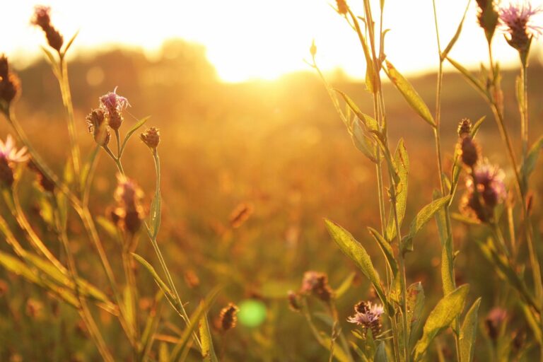 Sunset in a field of flowers