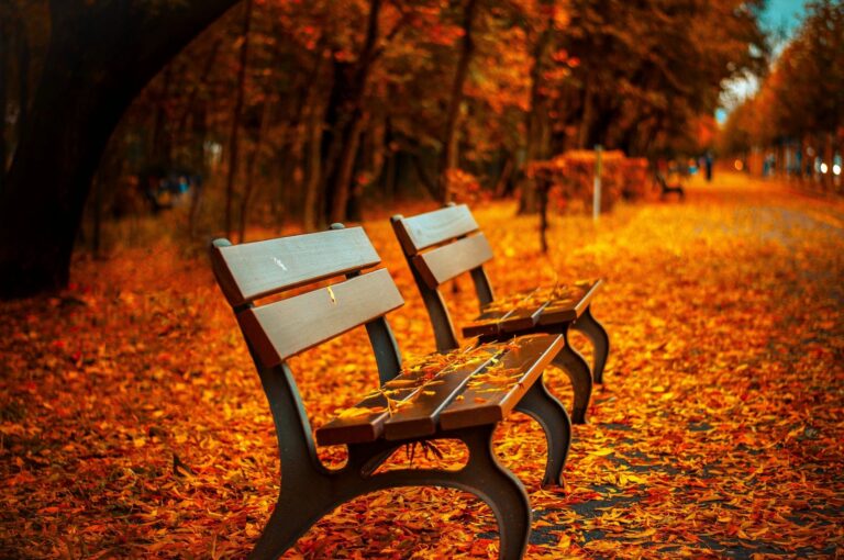 Outdoor bench with fall leaves on the ground
